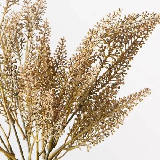 Astilbe Fern Bush Stem | 37cm - Wander & Wild Home