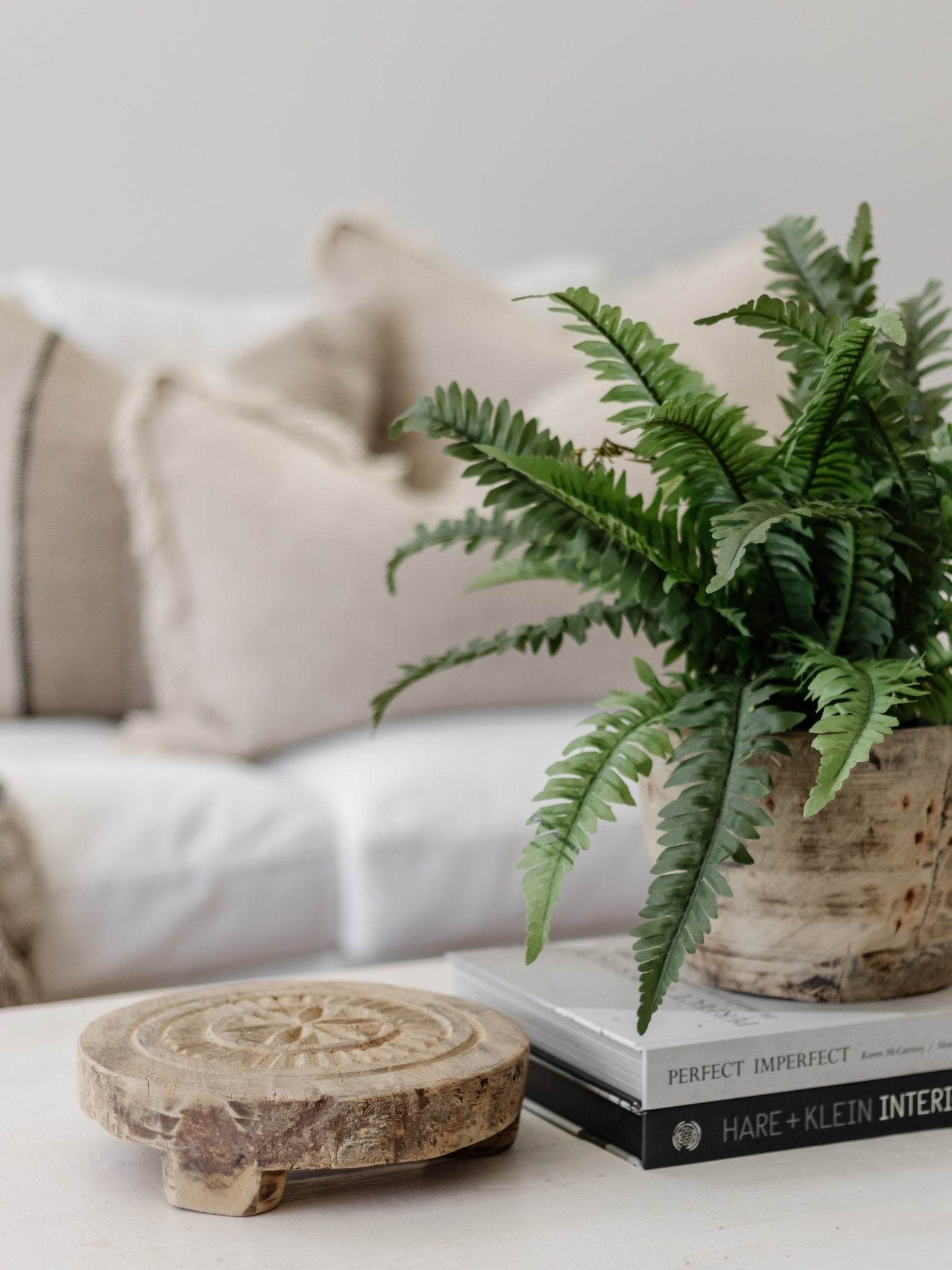 Boston Fern | 40cm - Wander & Wild Home