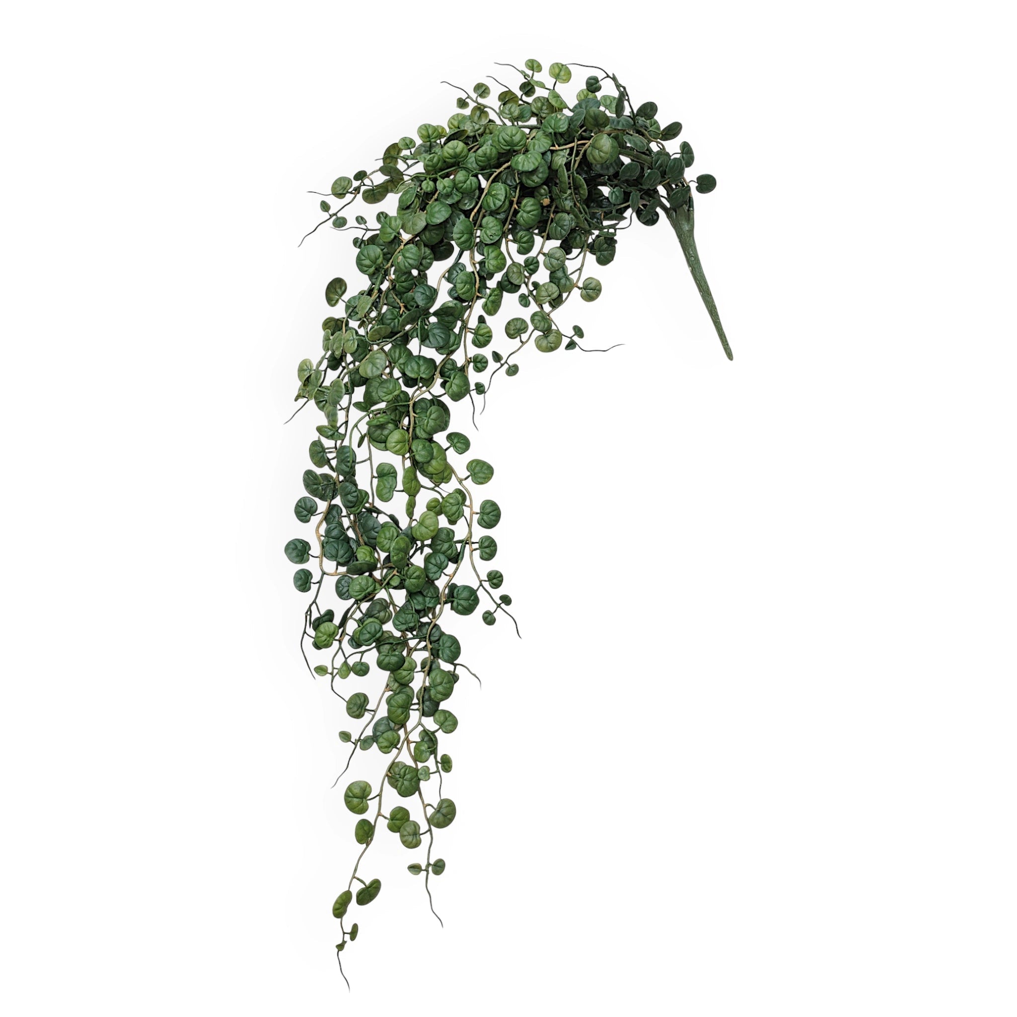 Button Fern Hanging Stem | 86cm - Wander & Wild Home