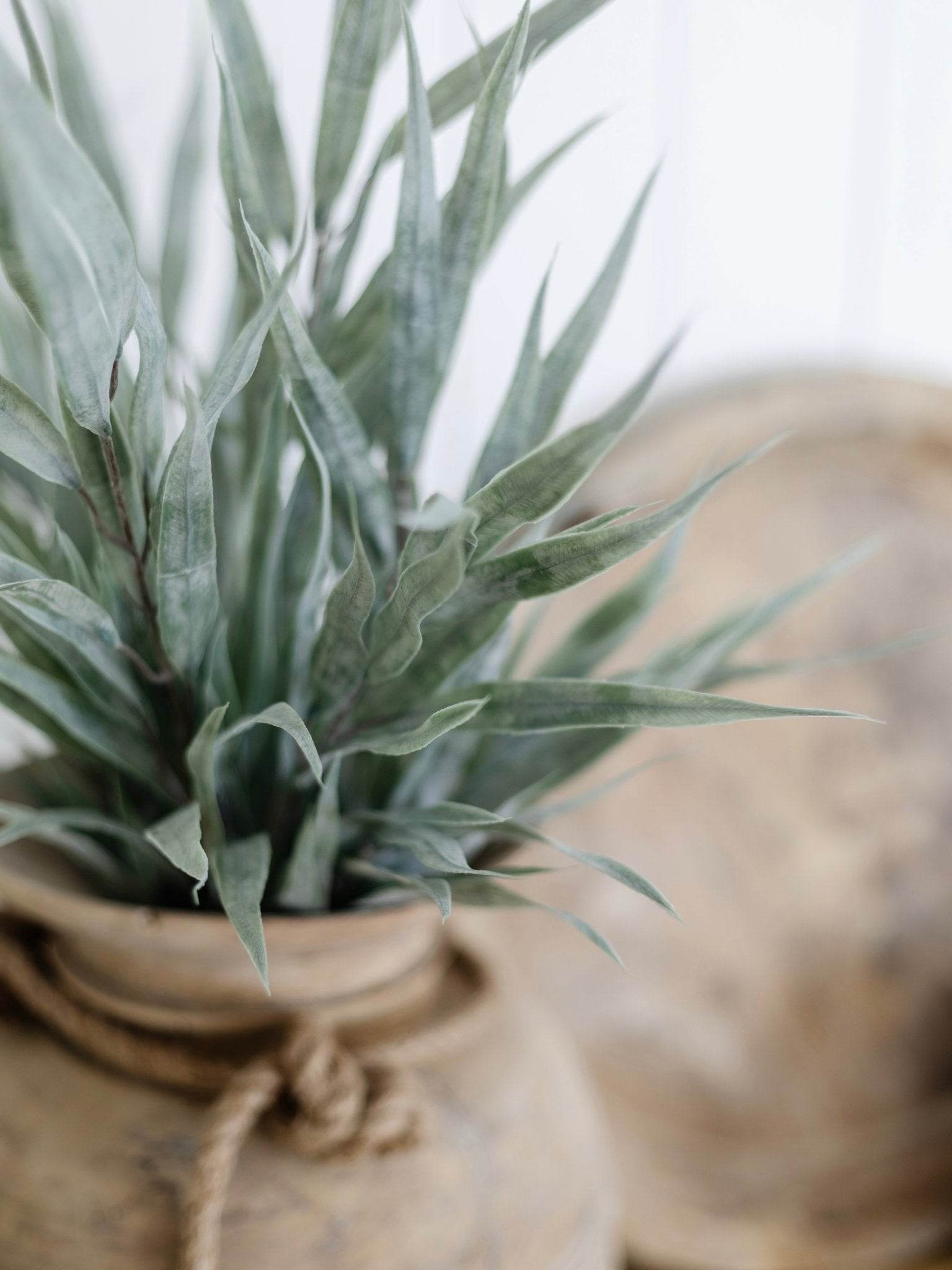 Eucalyptus Long Leaf Stem | 55cm - Wander & Wild Home