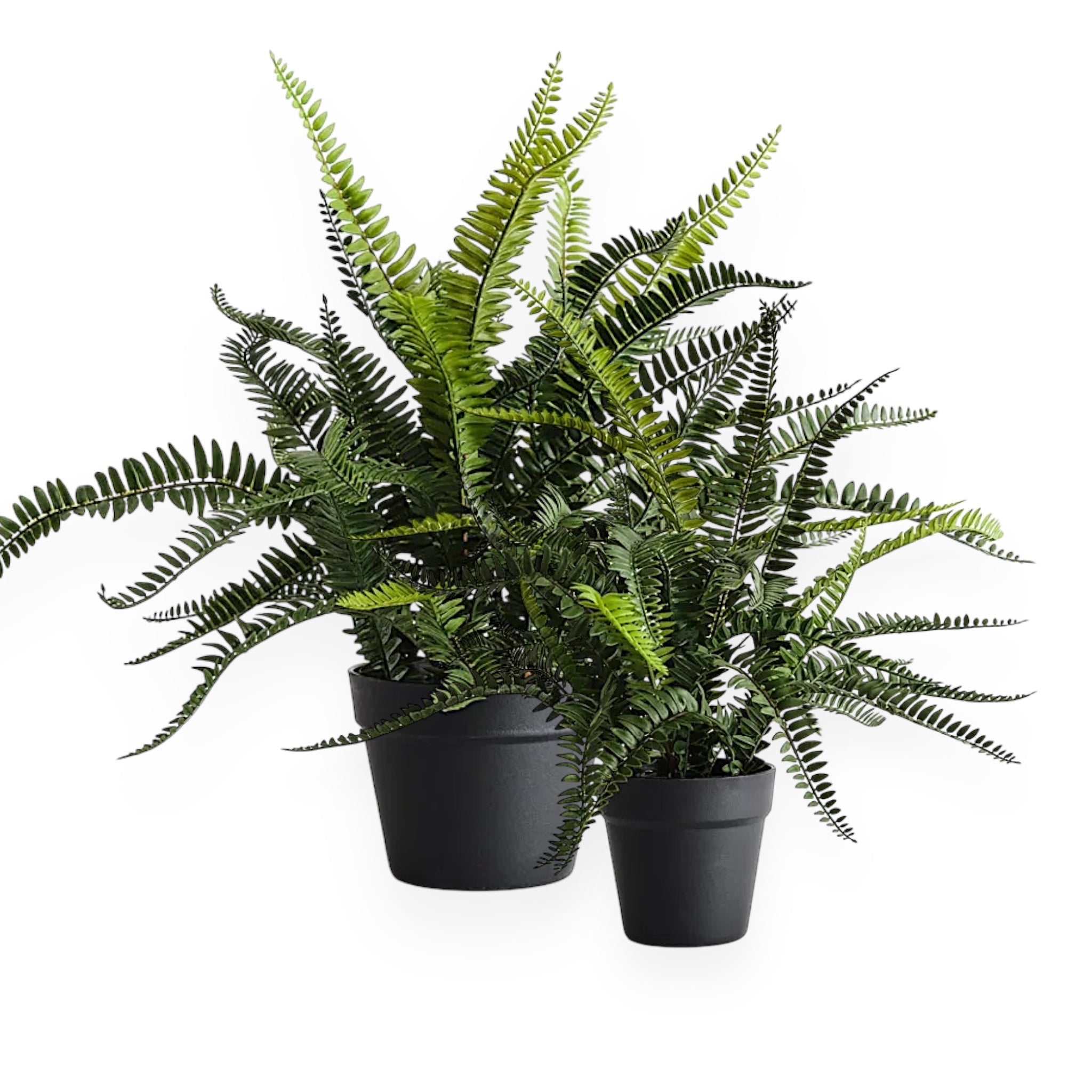 Faux Boston Fern | Med/Lge - Wander & Wild Home