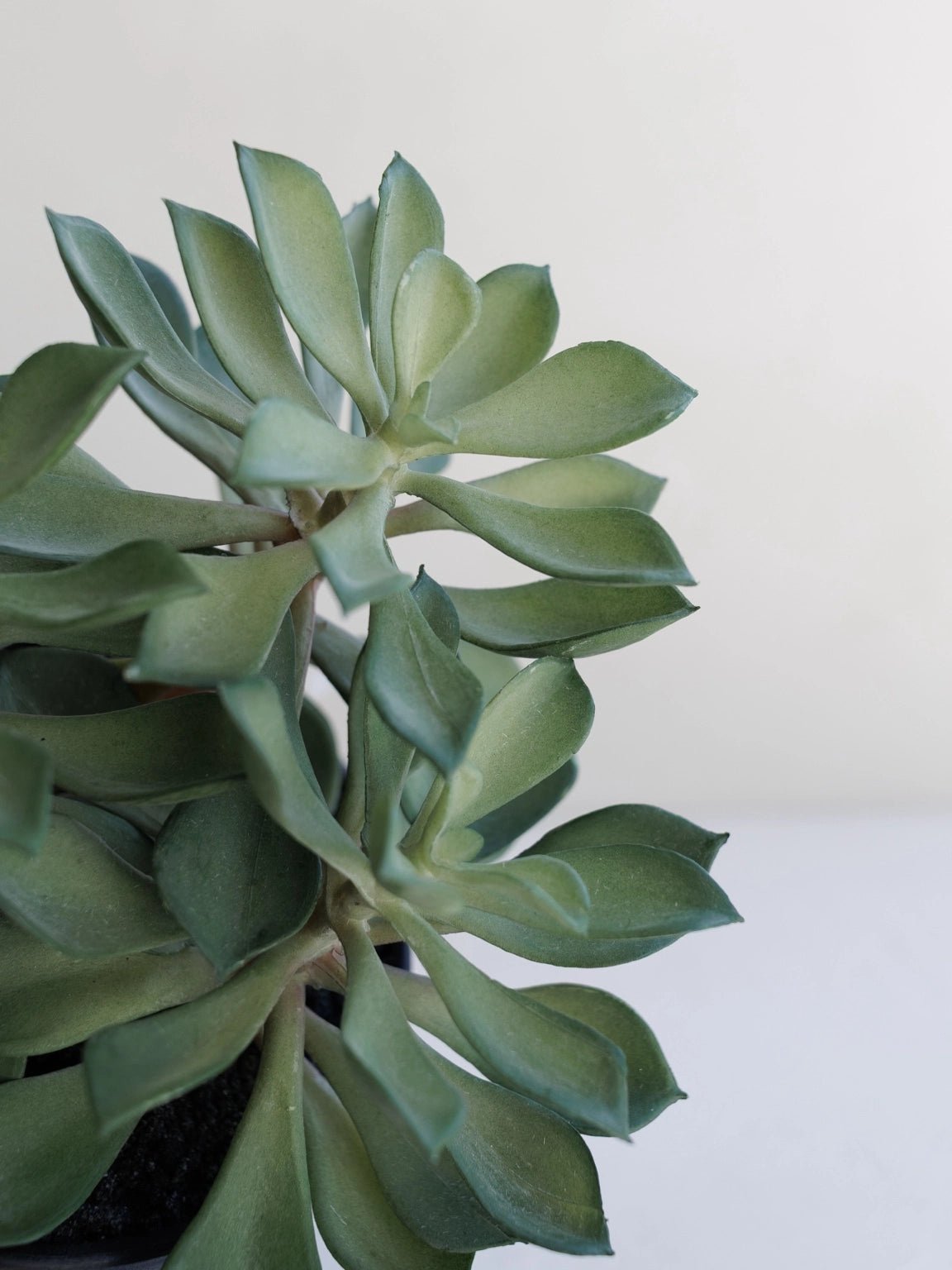 Faux Succulent in Pot | Green 20cm - Wander & Wild Home