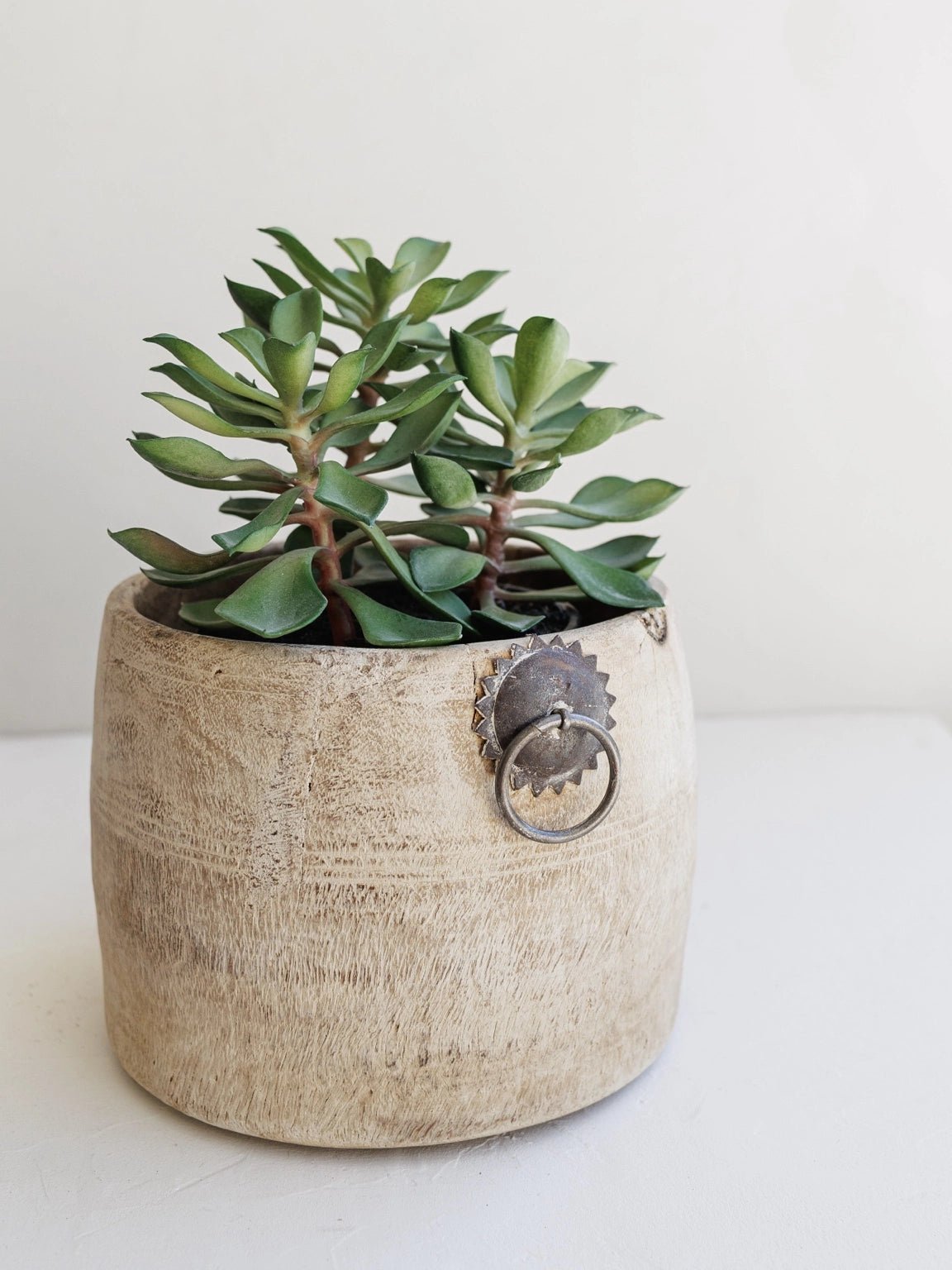 Faux Succulent in Pot | Green 20cm - Wander & Wild Home