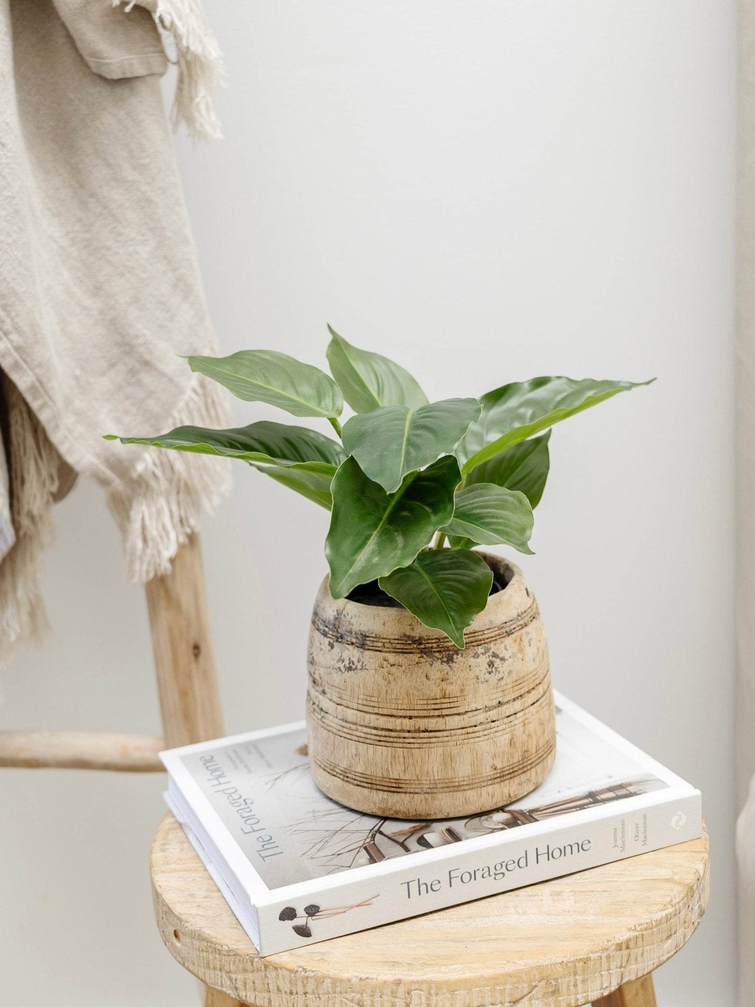 Lily Plant | 25cm - Wander & Wild Home