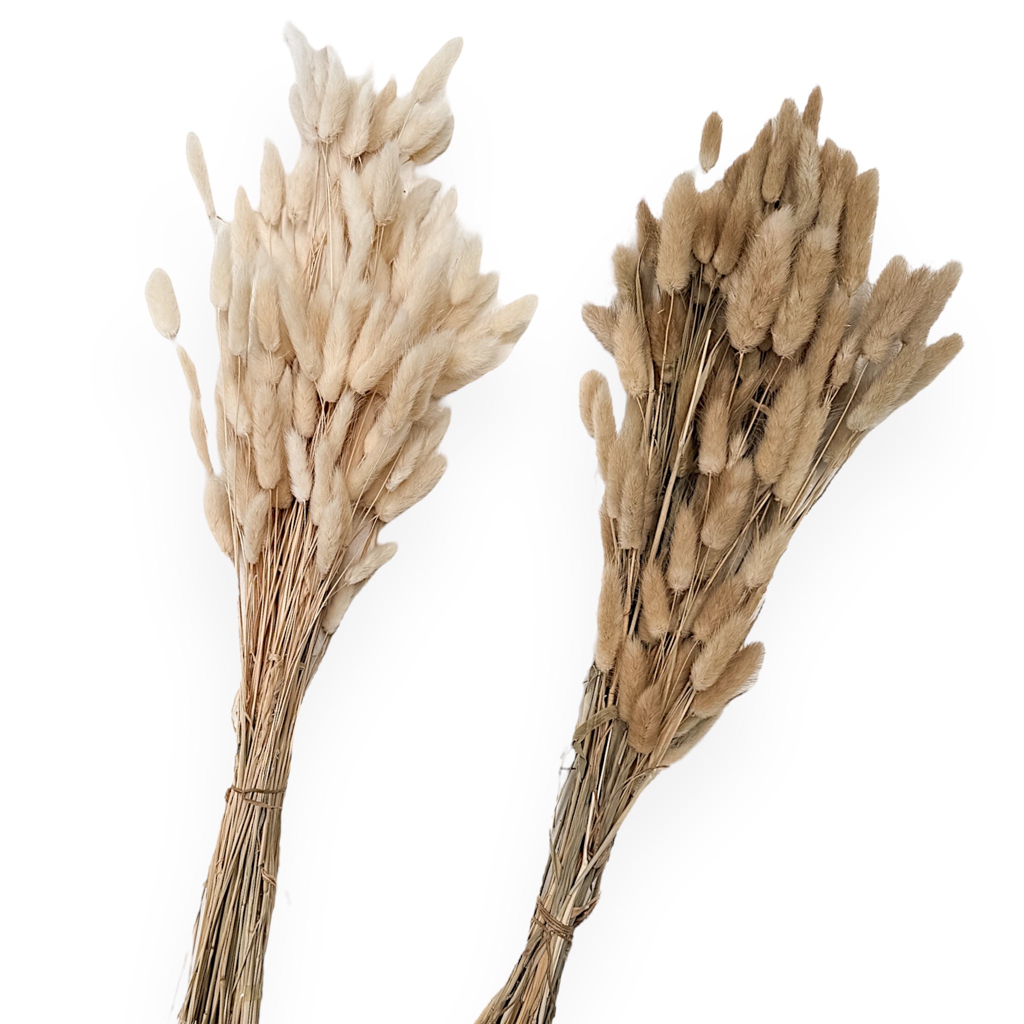 Preserved Bunny Tail spray - Wander & Wild Home