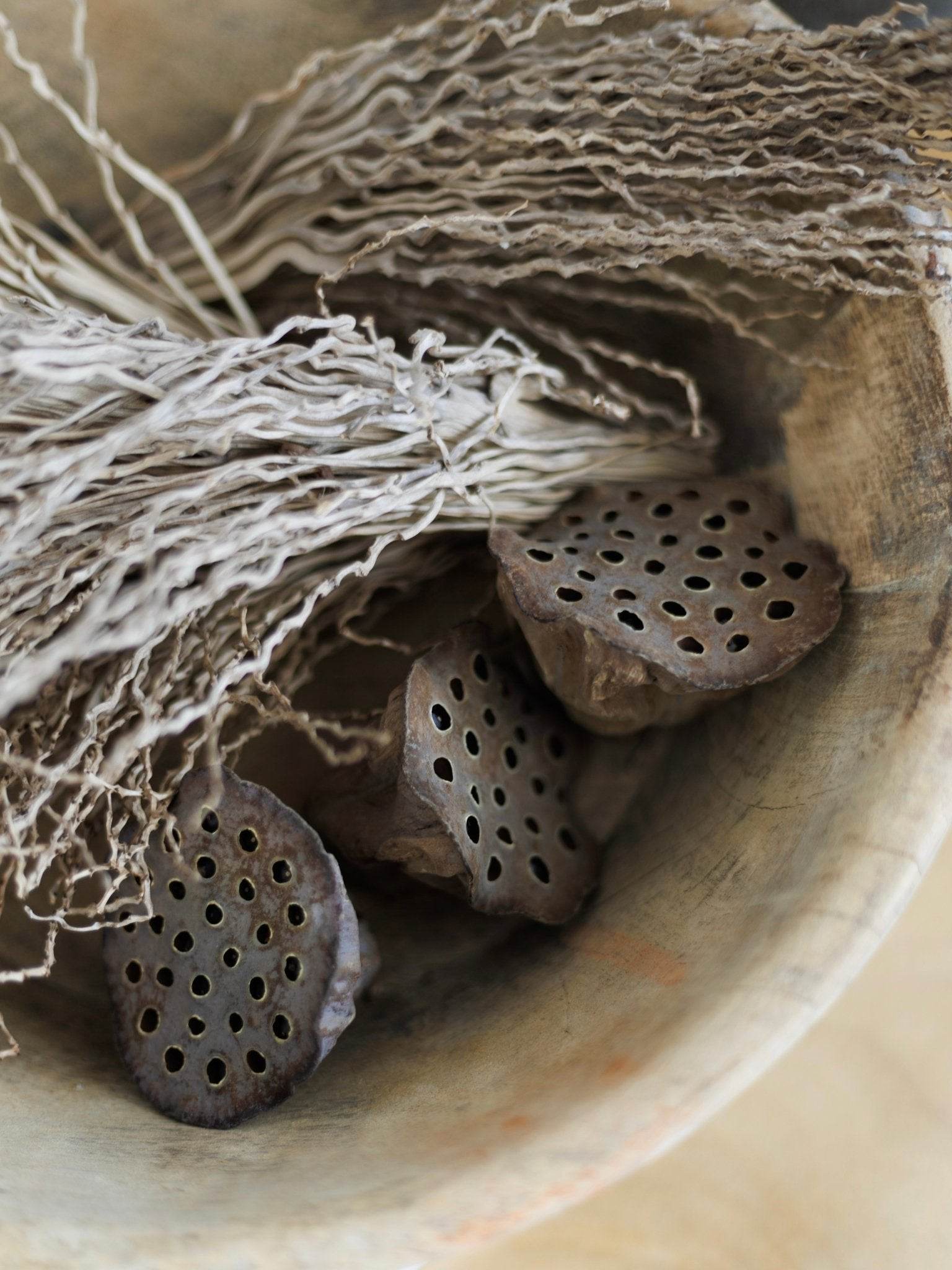 Preserved Lotus Pod (x2) | Natural - Wander & Wild Home