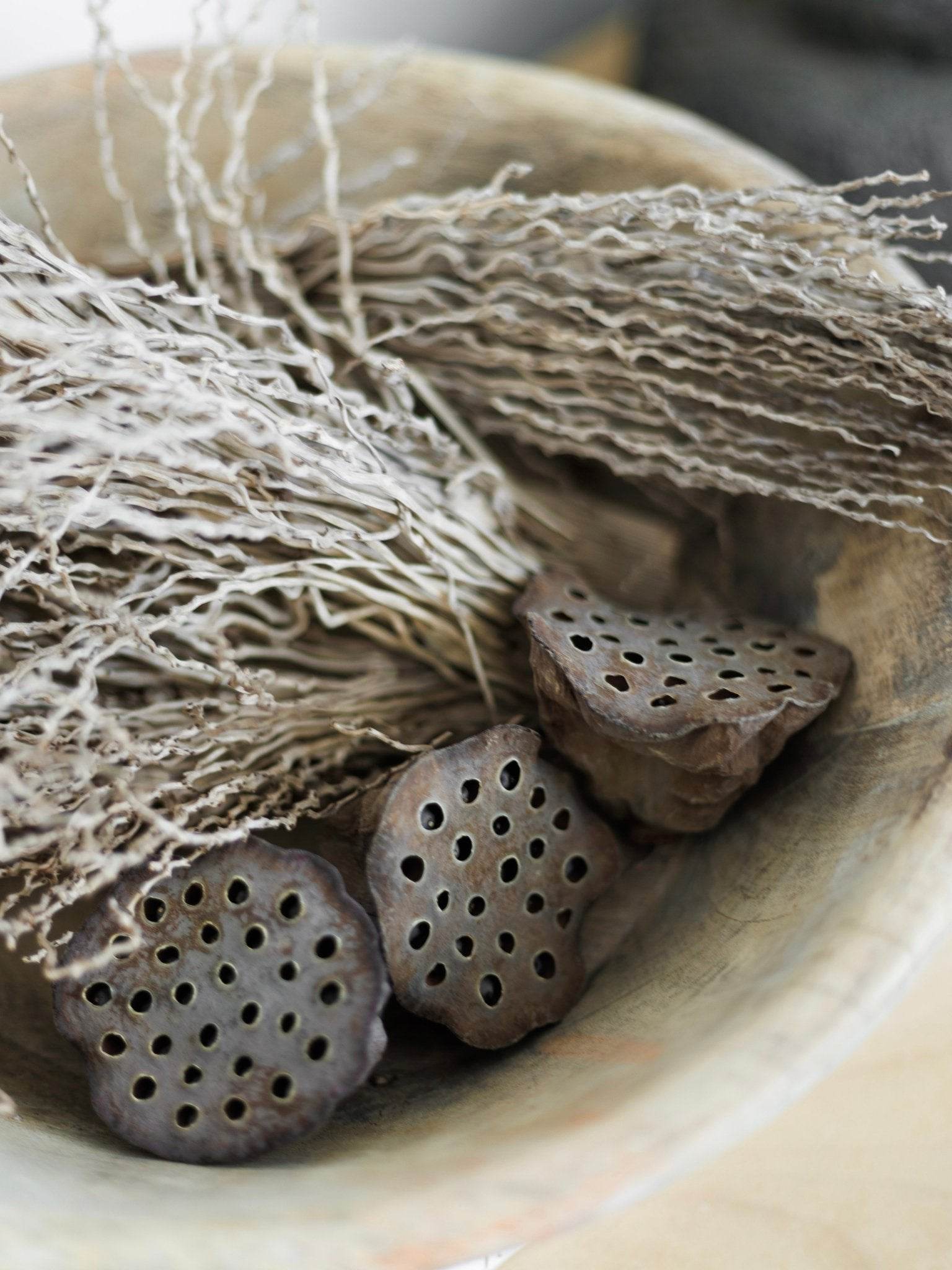 Preserved Lotus Pod (x2) | Natural - Wander & Wild Home