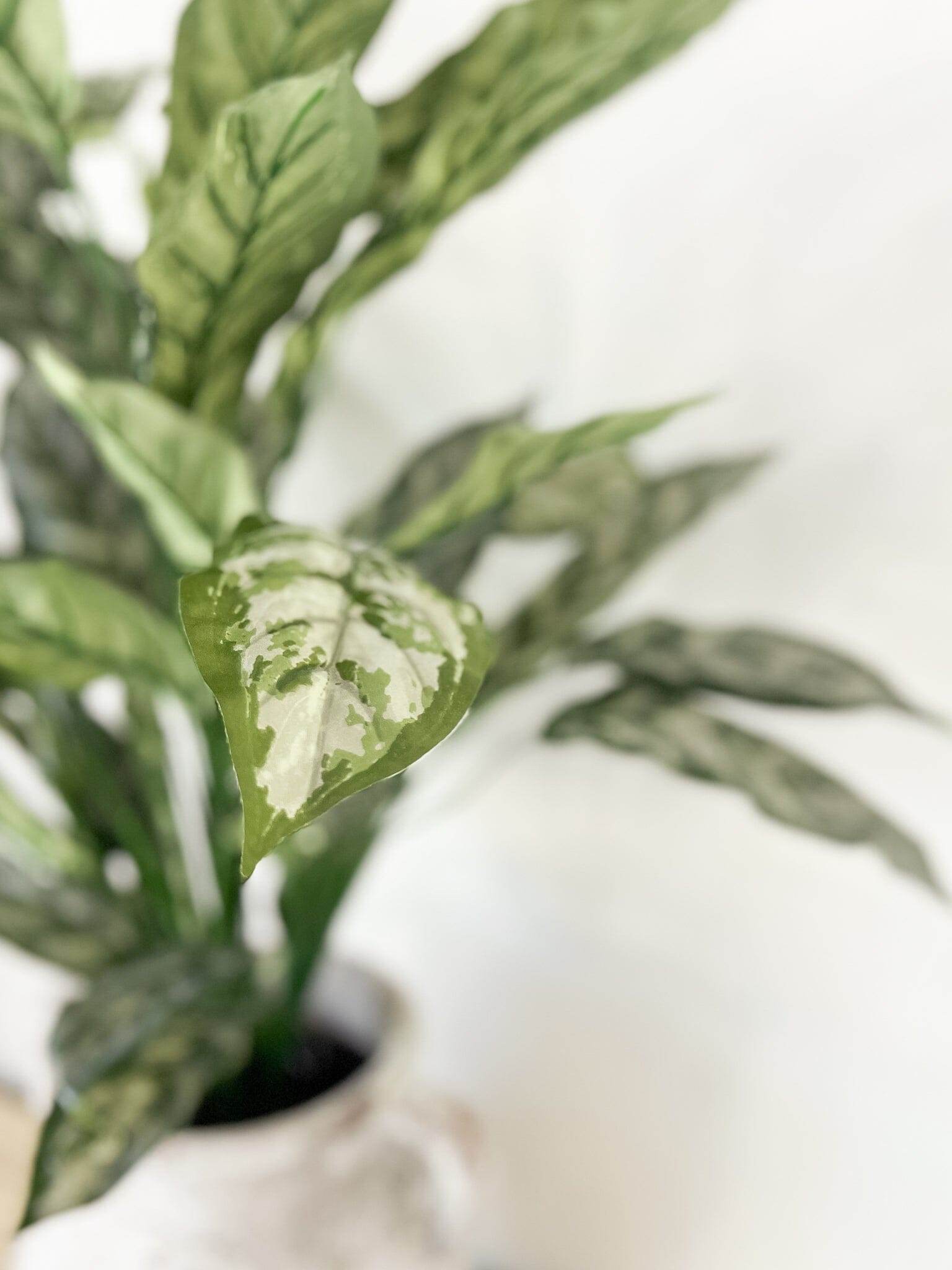 Silver Queen | 86cm - Wander & Wild Home