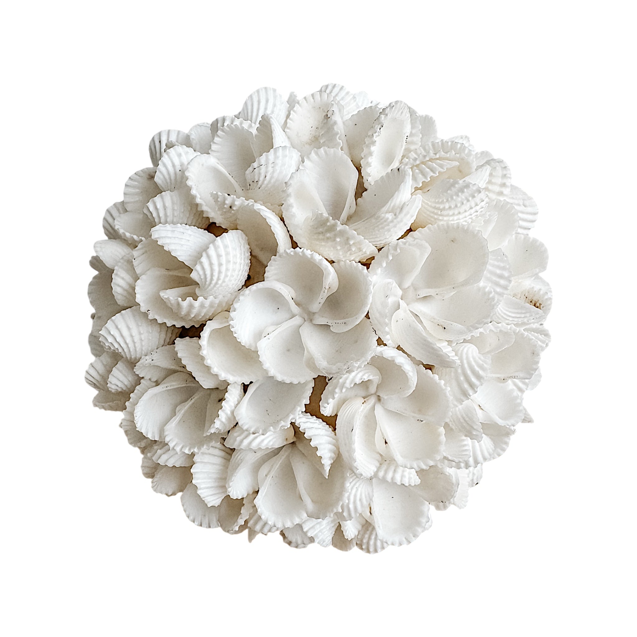 Yara | Frangipani Shell Ball - Wander & Wild Home