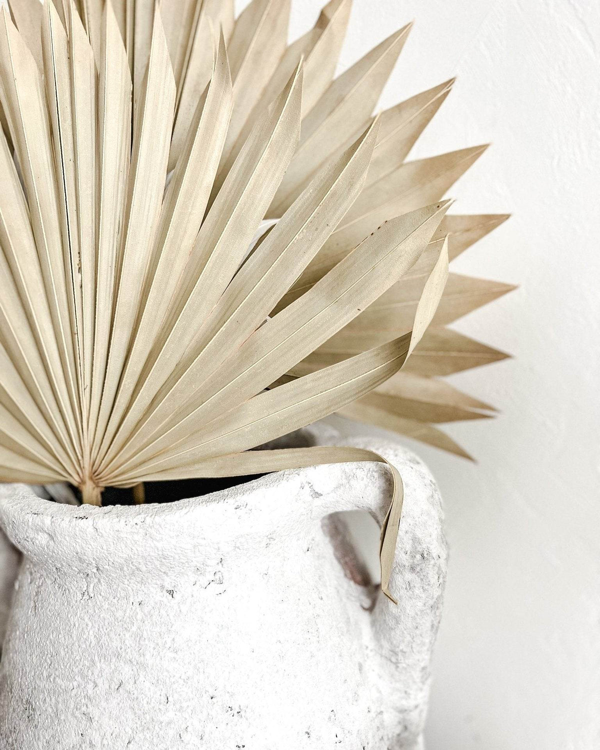 Dried Palm Fans | Natural - Wander & Wild Home