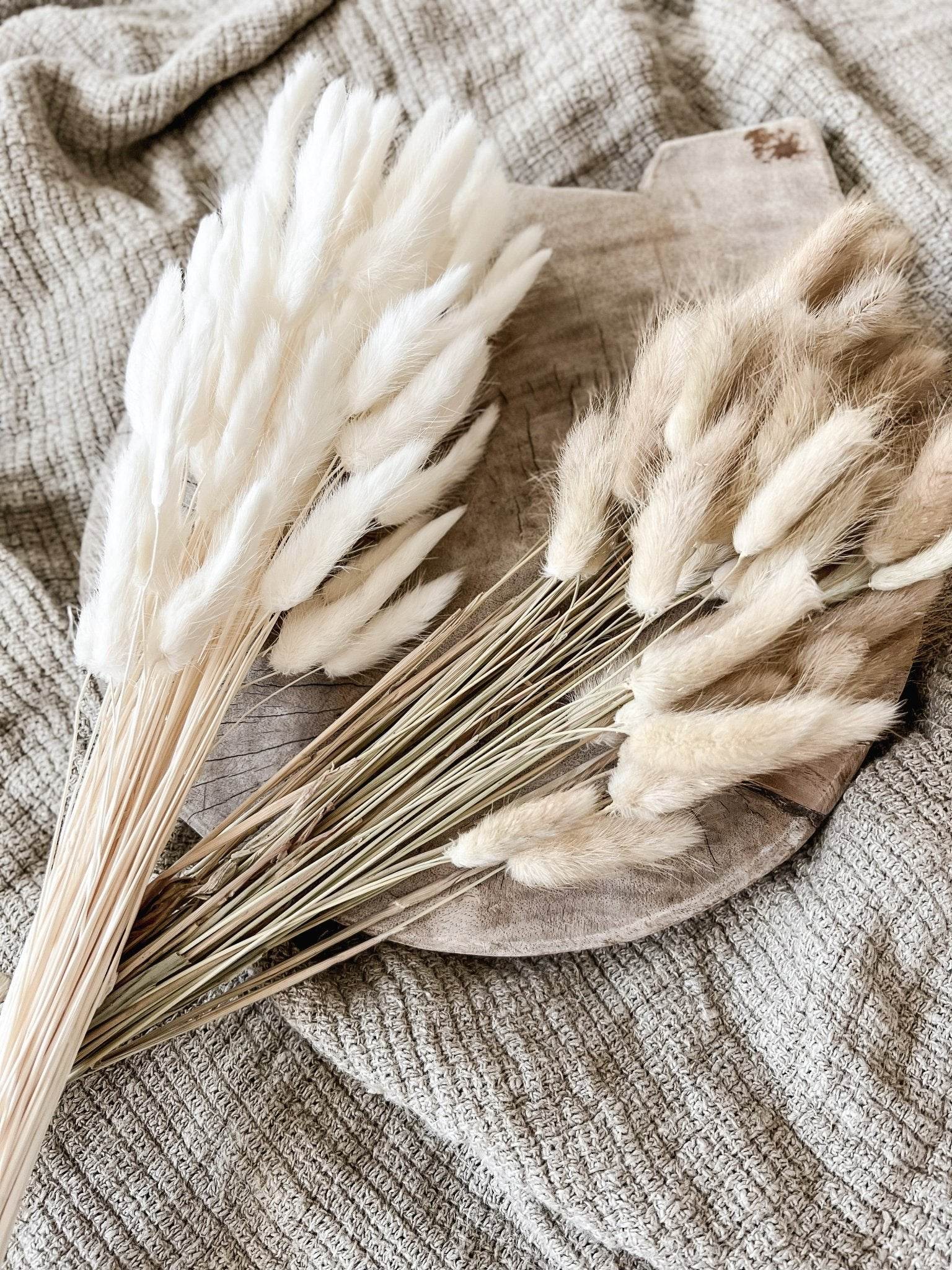 Preserved Bunny Tail spray - Wander & Wild Home