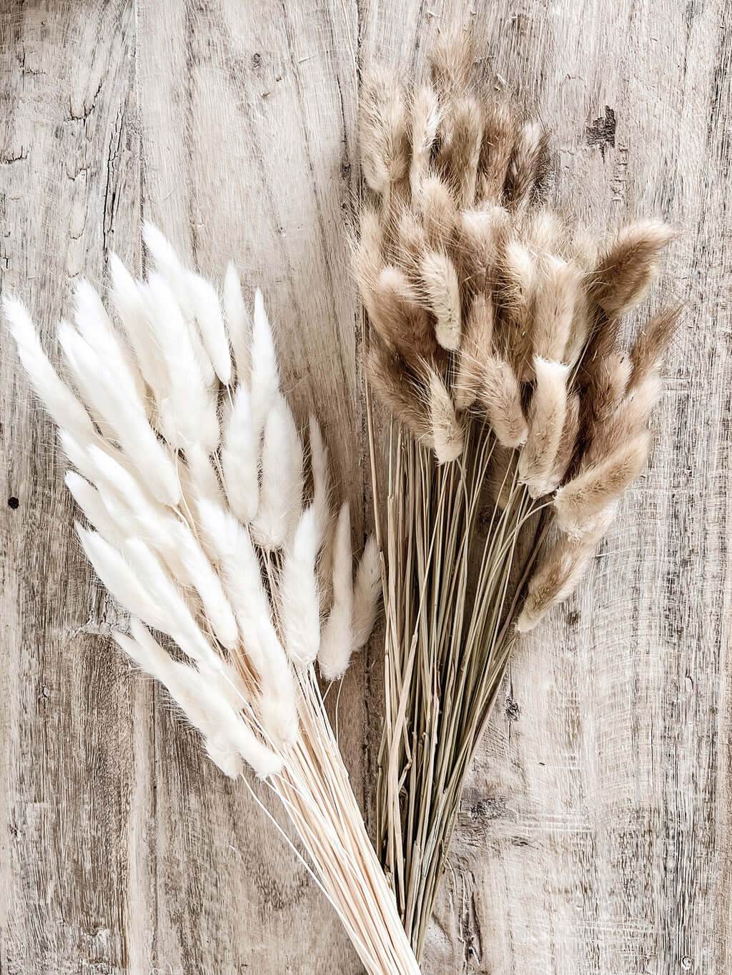 Preserved Bunny Tail spray - Wander & Wild Home