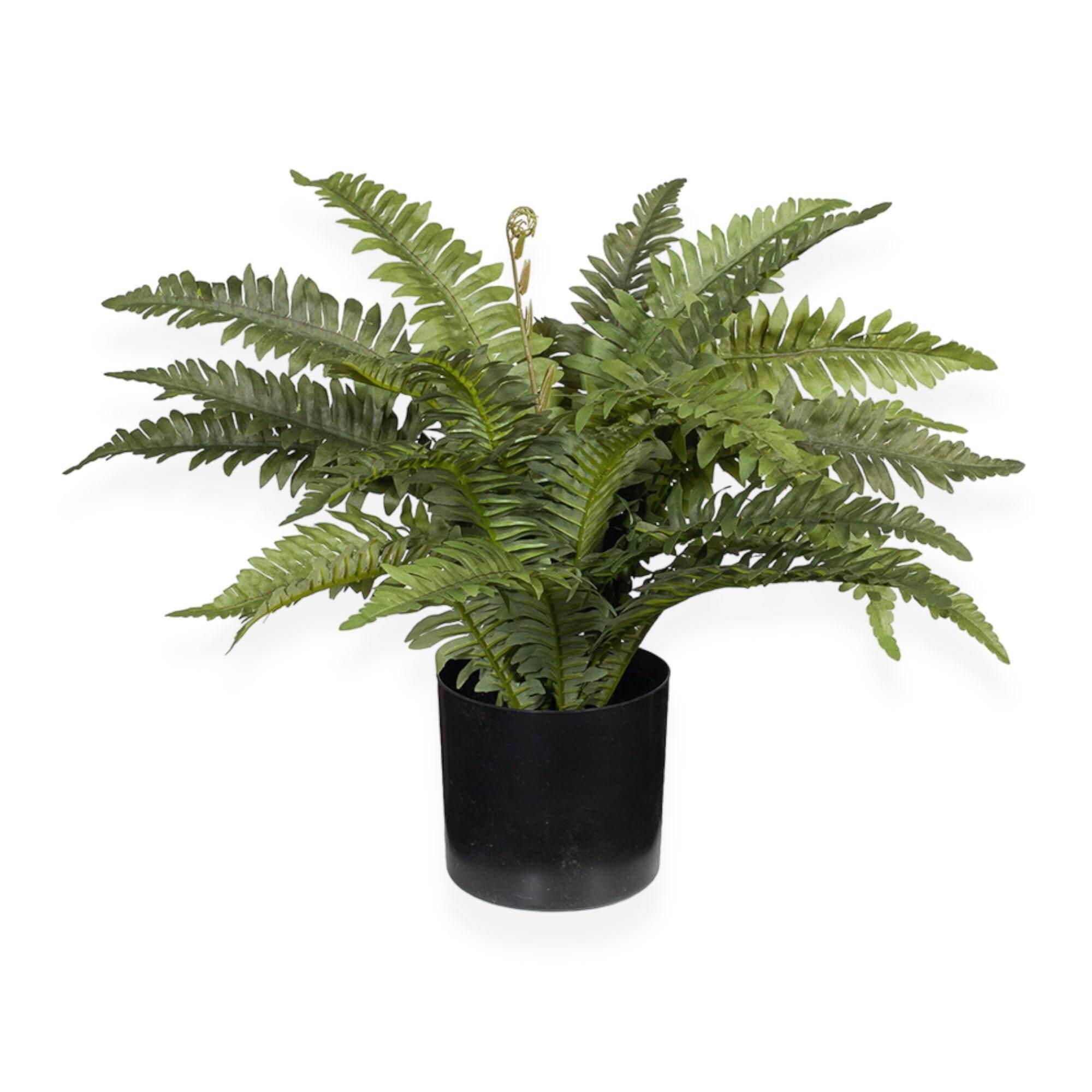 Boston Fern | 40cm - Wander & Wild Home
