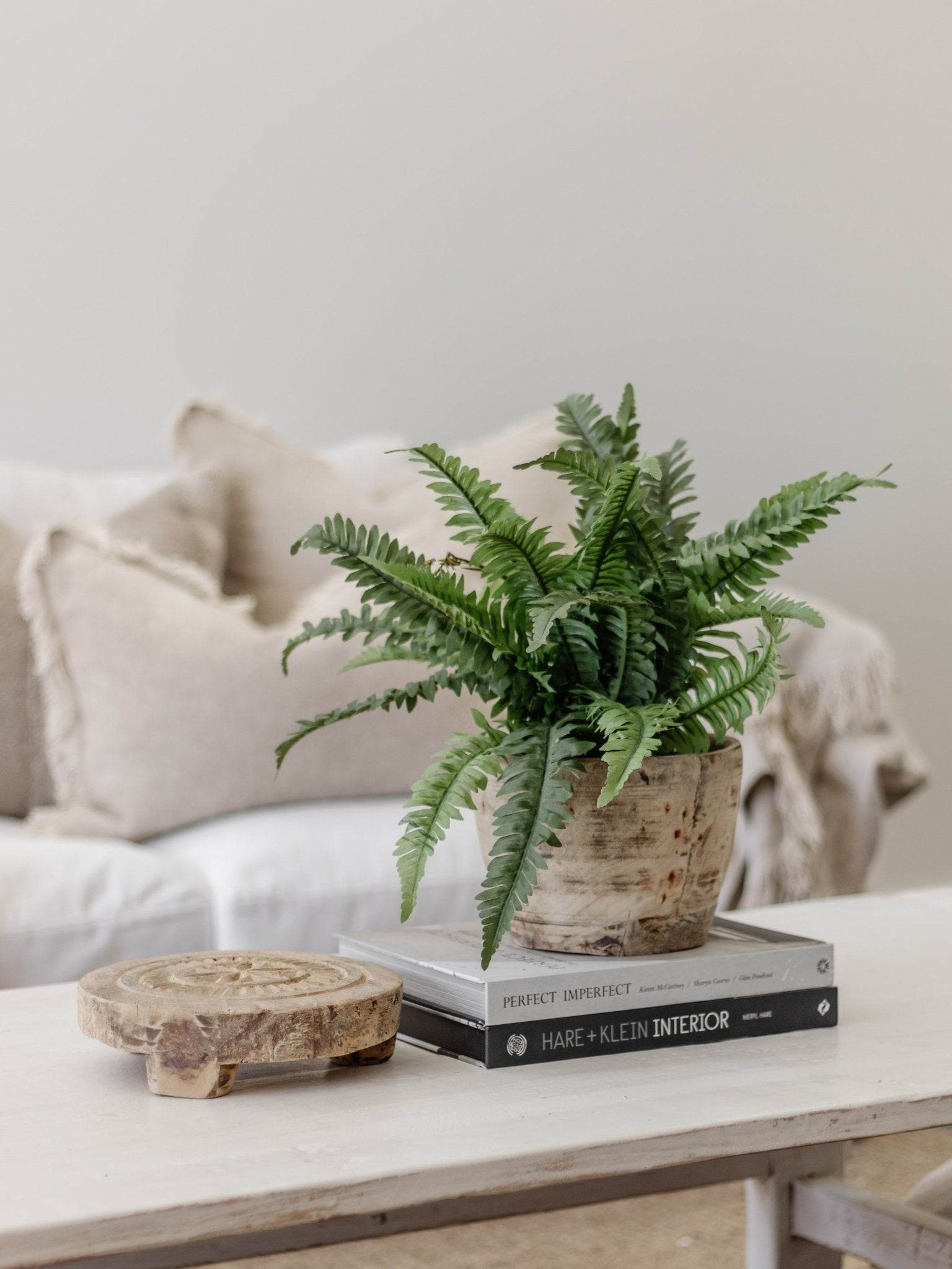 Boston Fern | 40cm - Wander & Wild Home