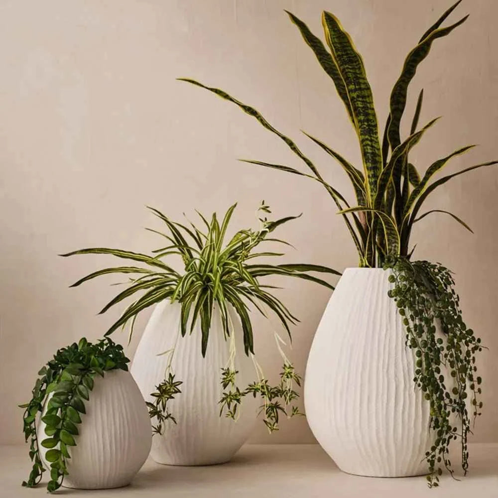 Button Fern Hanging Stem | 86cm