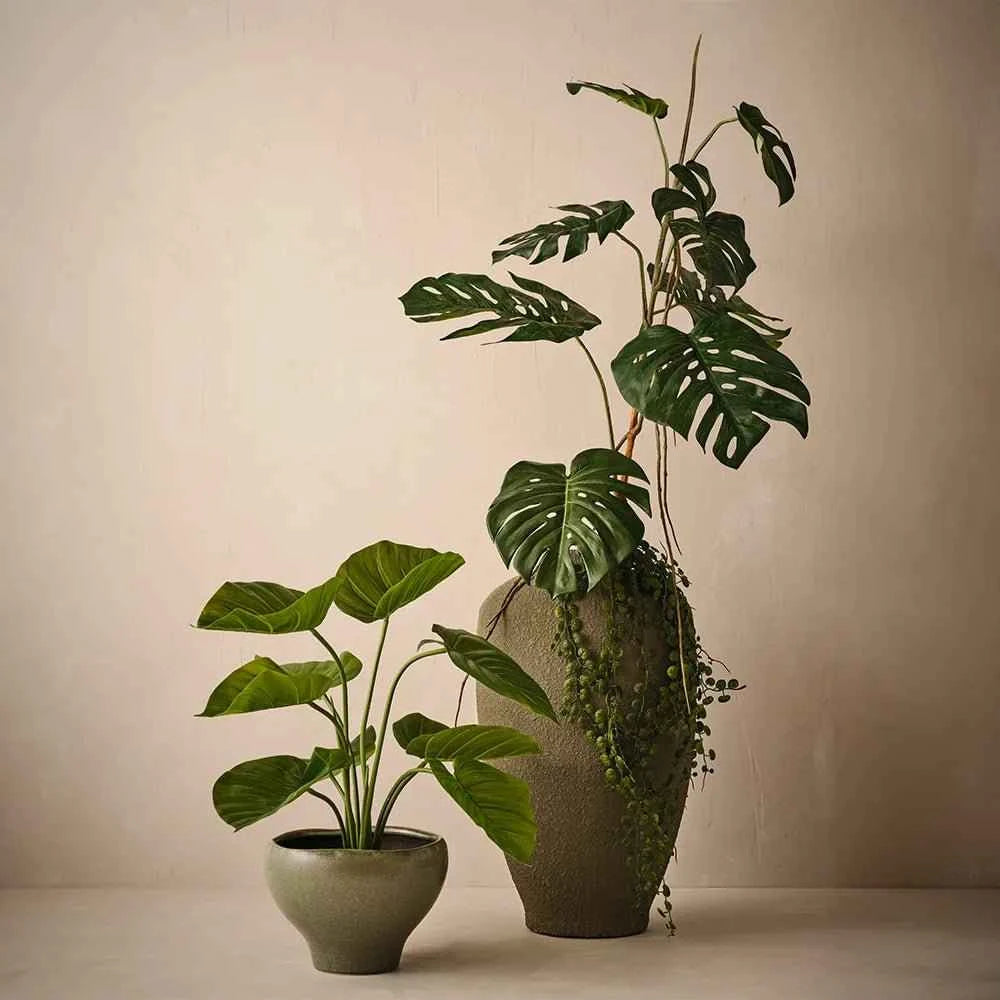 Button Fern Hanging Stem | 86cm