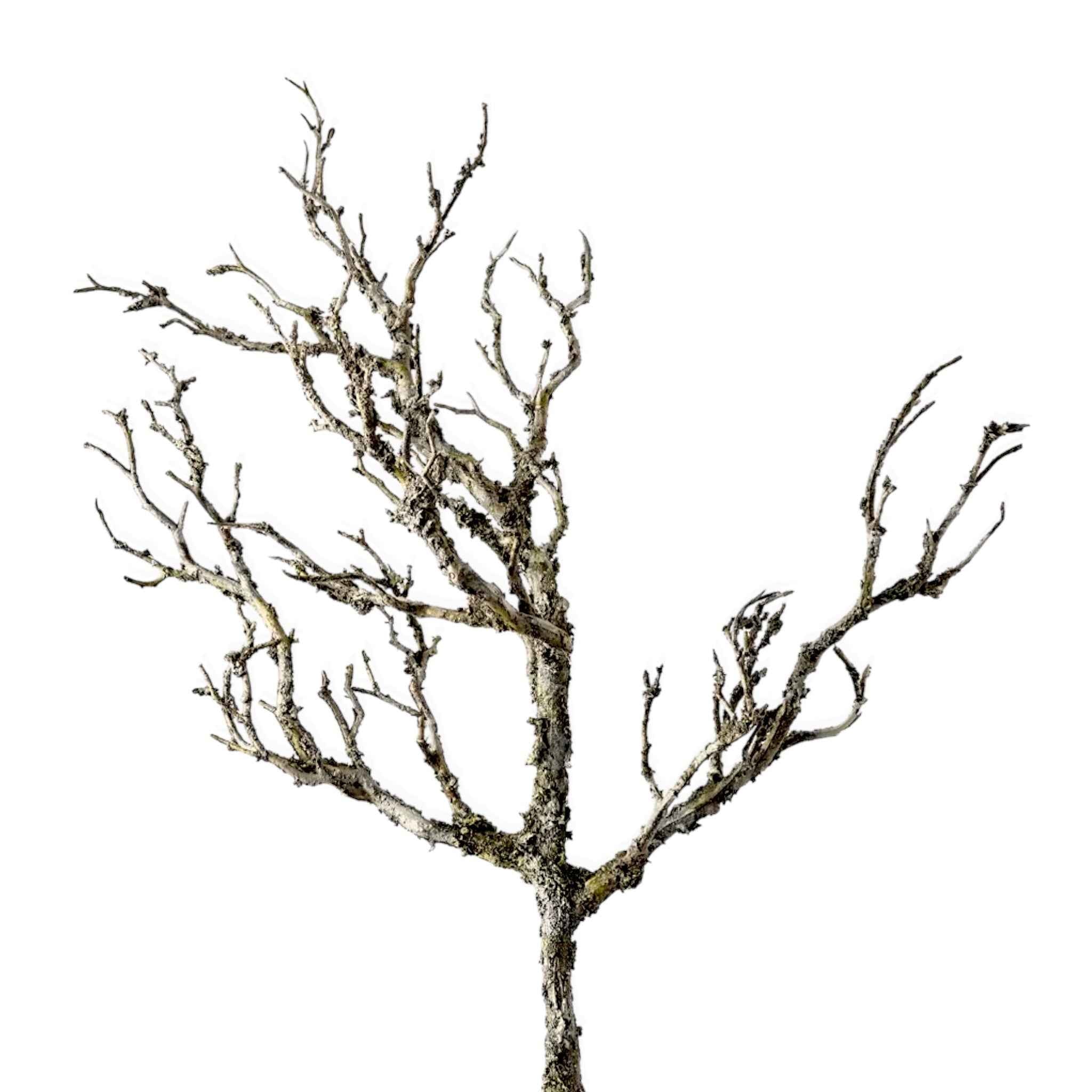 Coral Twig Branch | 58cm
