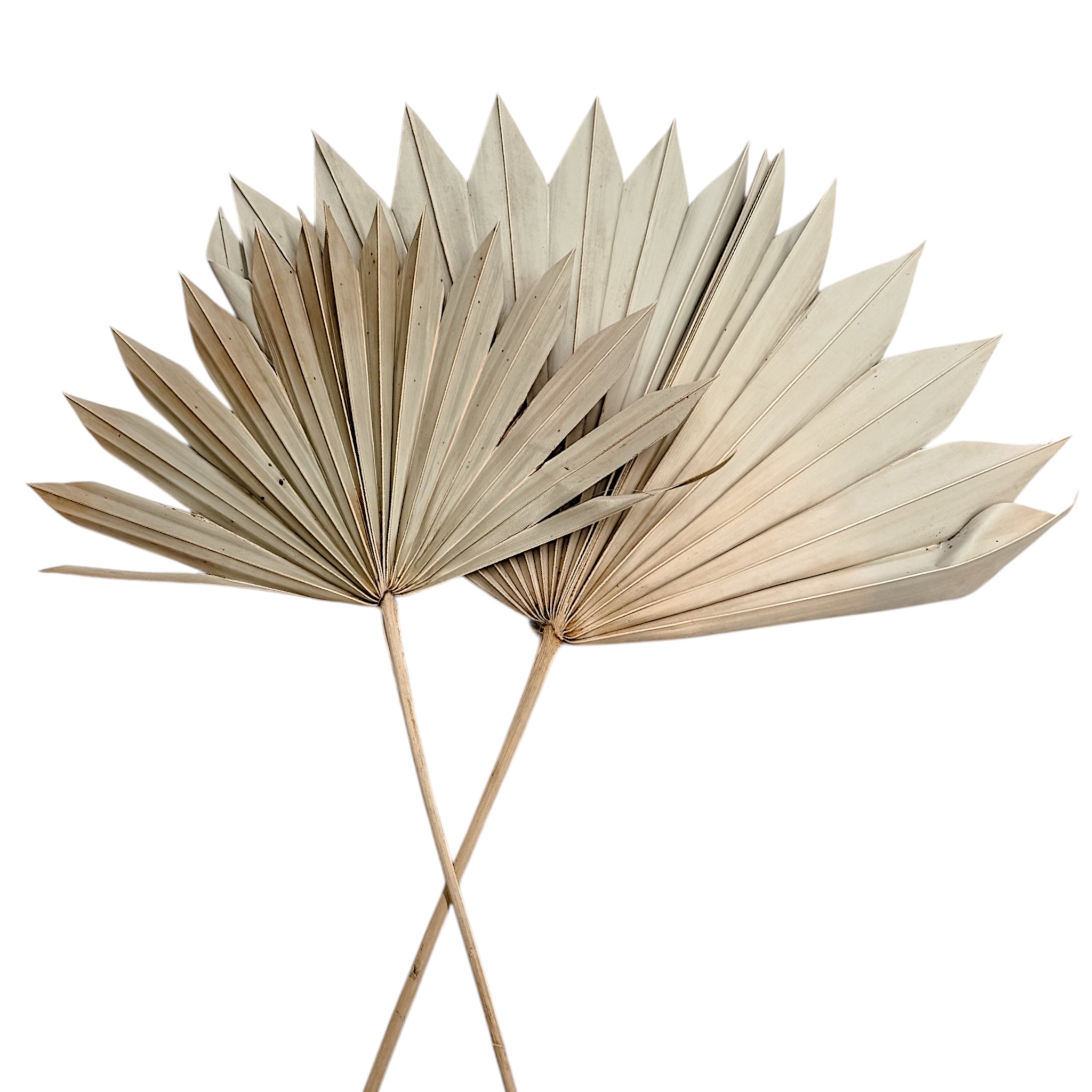 Dried Palm Fans | Natural - Wander & Wild Home