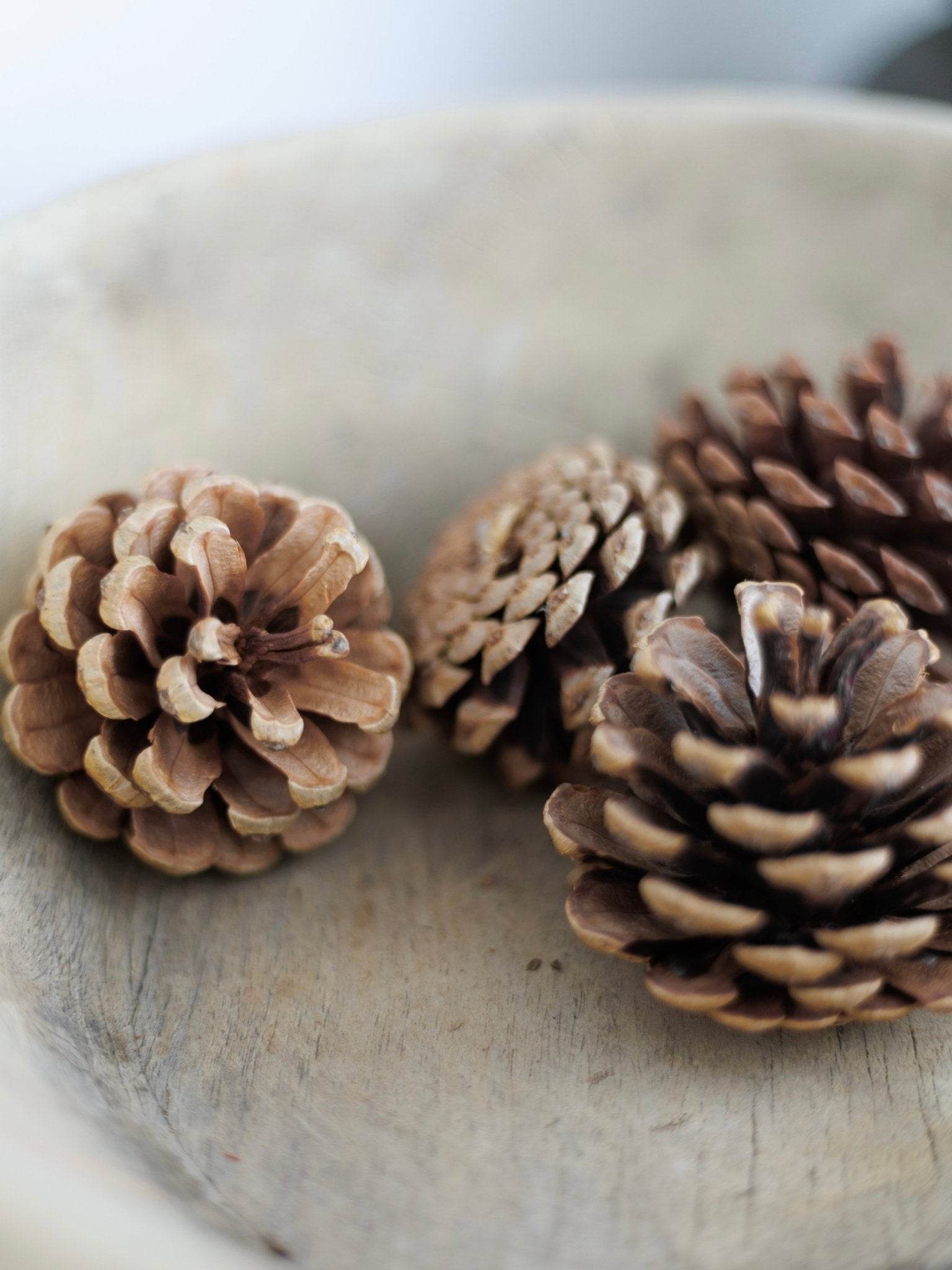 Dried Pinecone (x2) | Natural - Wander & Wild Home