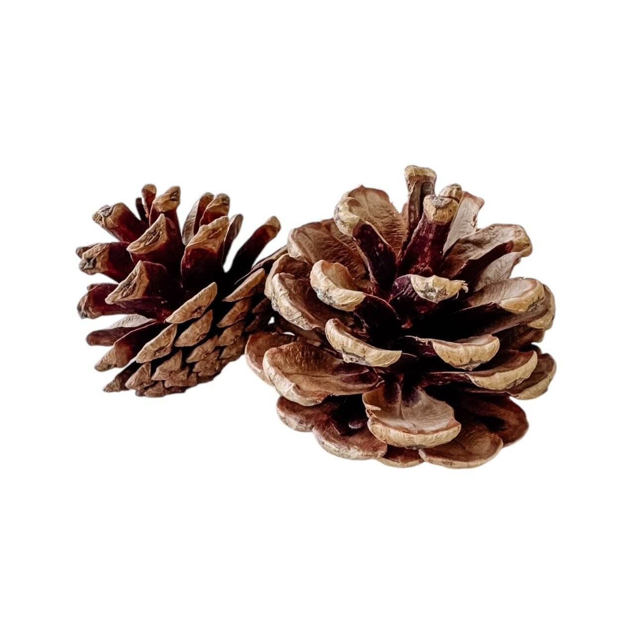 Dried Pinecone (x2) | Natural - Wander & Wild Home