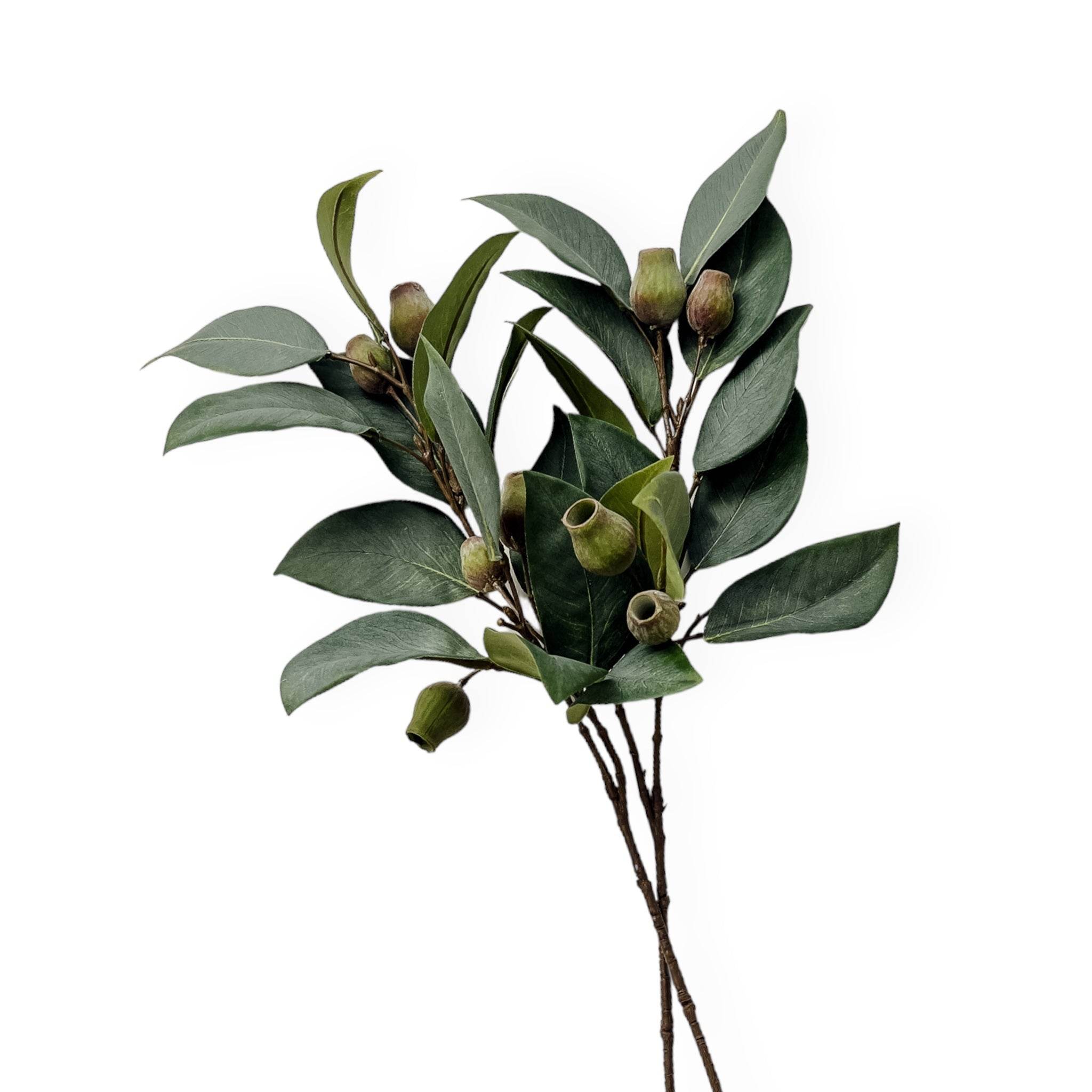 Eucalyptus Gum Nut Stem | 61cm - Wander & Wild Home