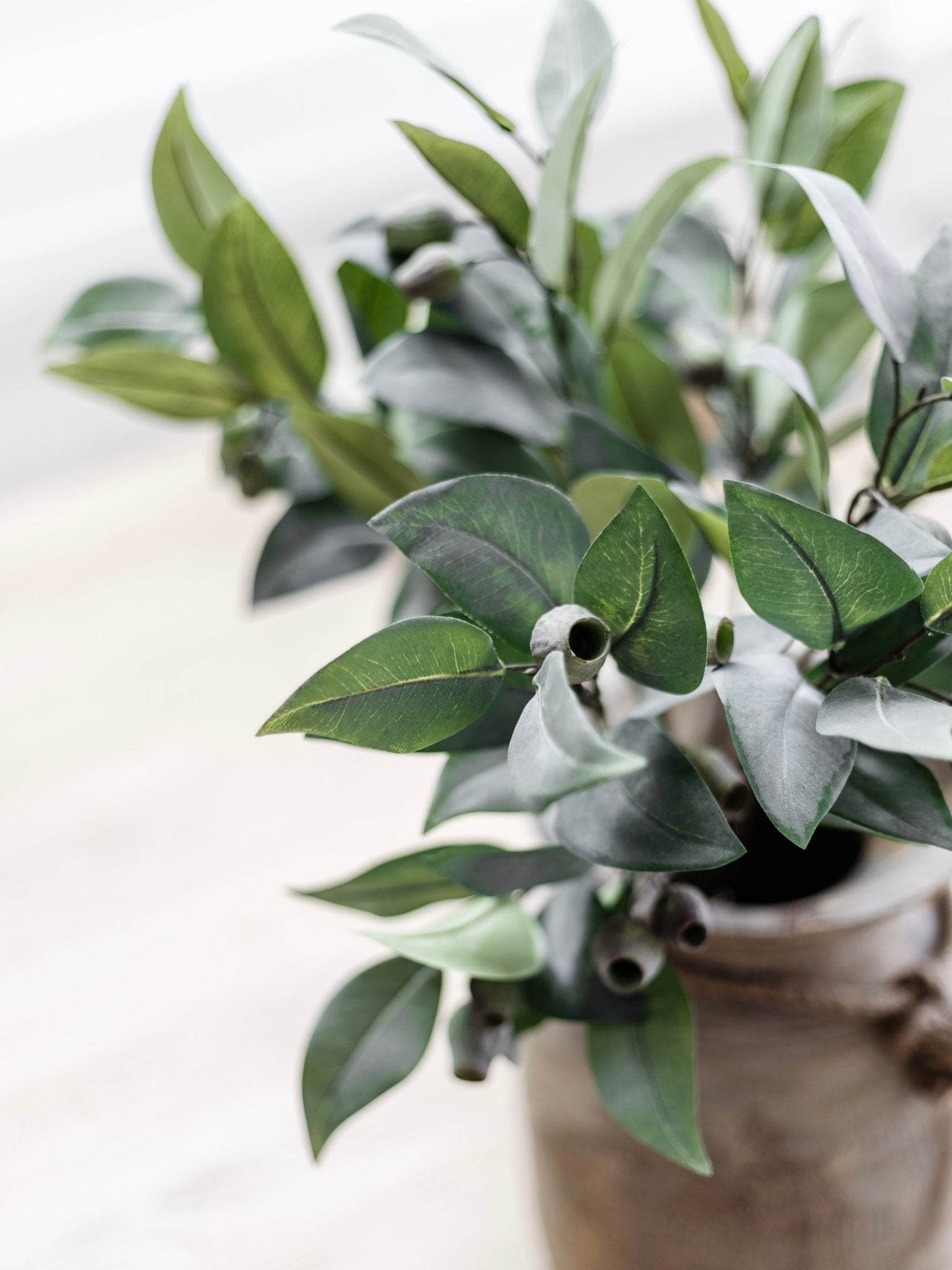 Eucalyptus Gum Nut Stem | 61cm - Wander & Wild Home