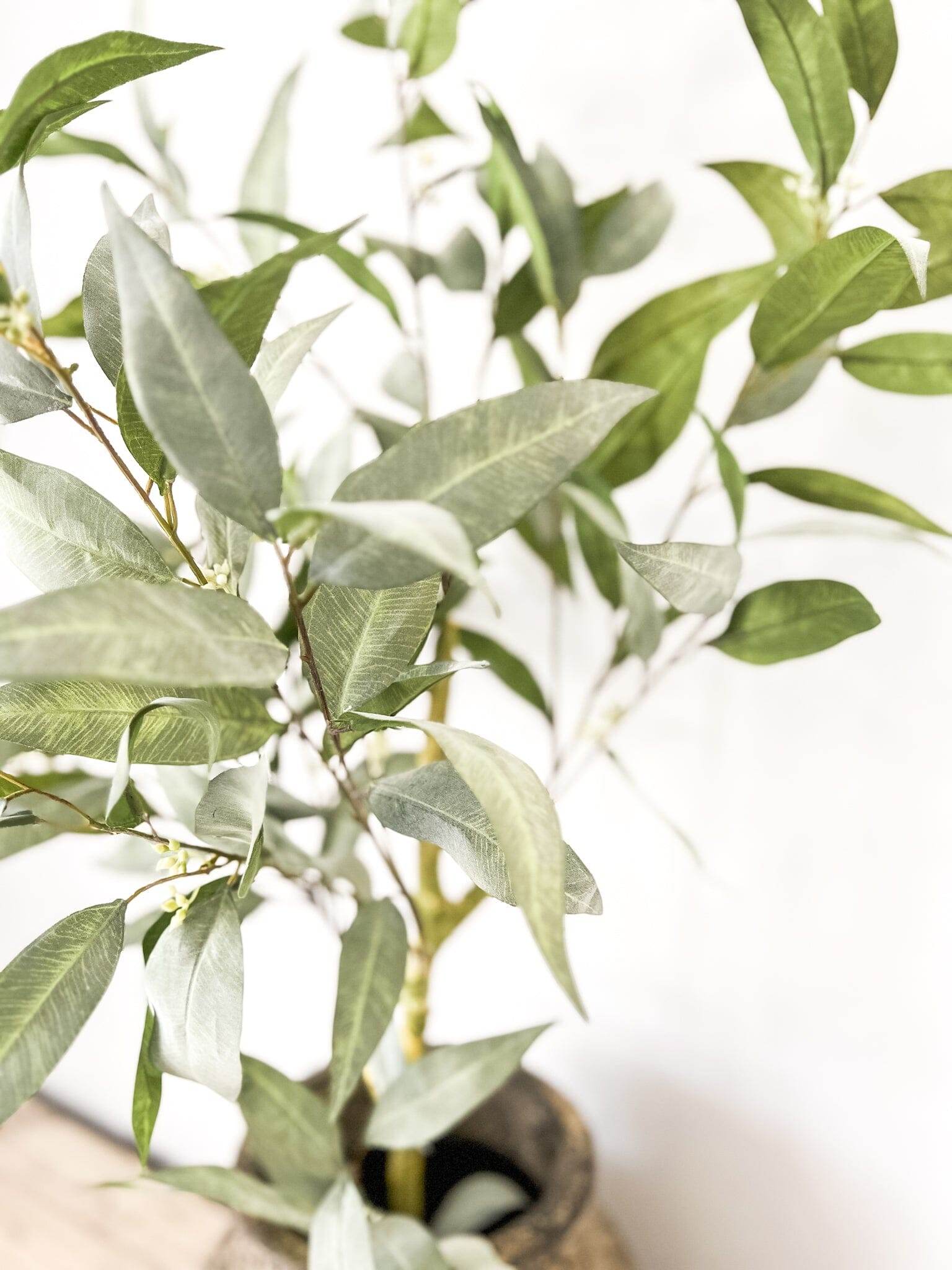 Eucalyptus Tree | 90cm - Wander & Wild Home