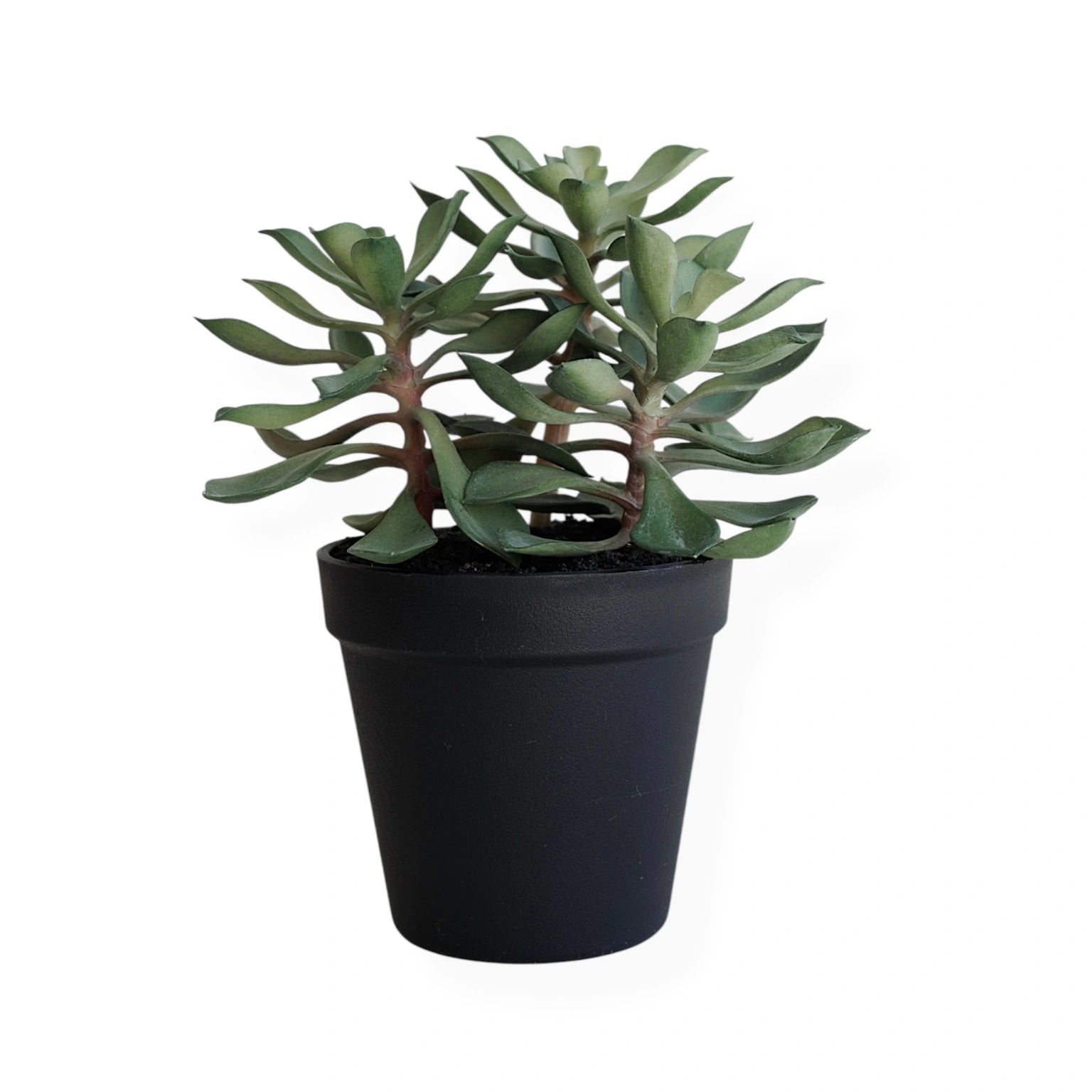 Faux Succulent in Pot | Green 20cm - Wander & Wild Home