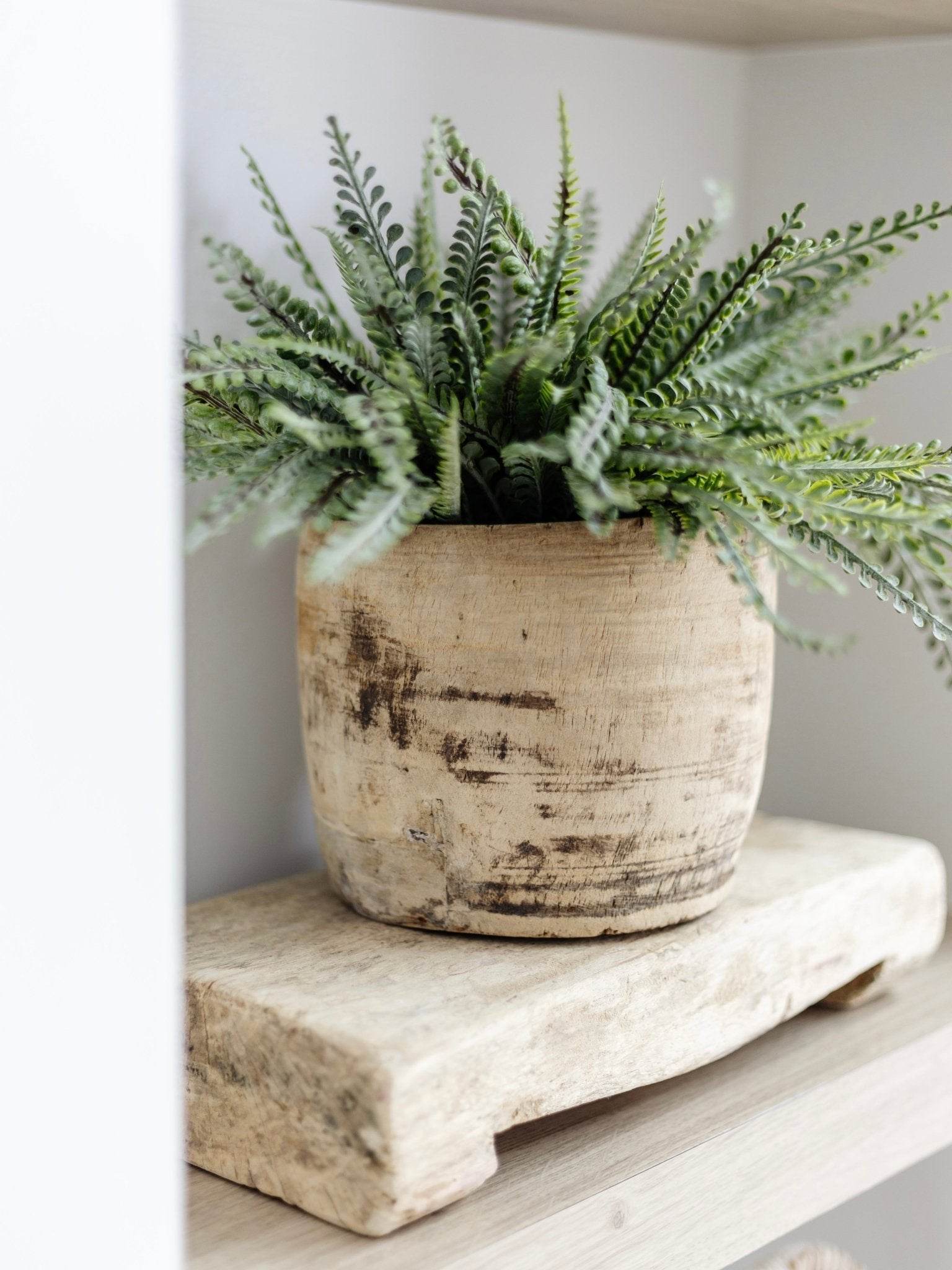 Fern Bush Stem | 33cm - Wander & Wild Home
