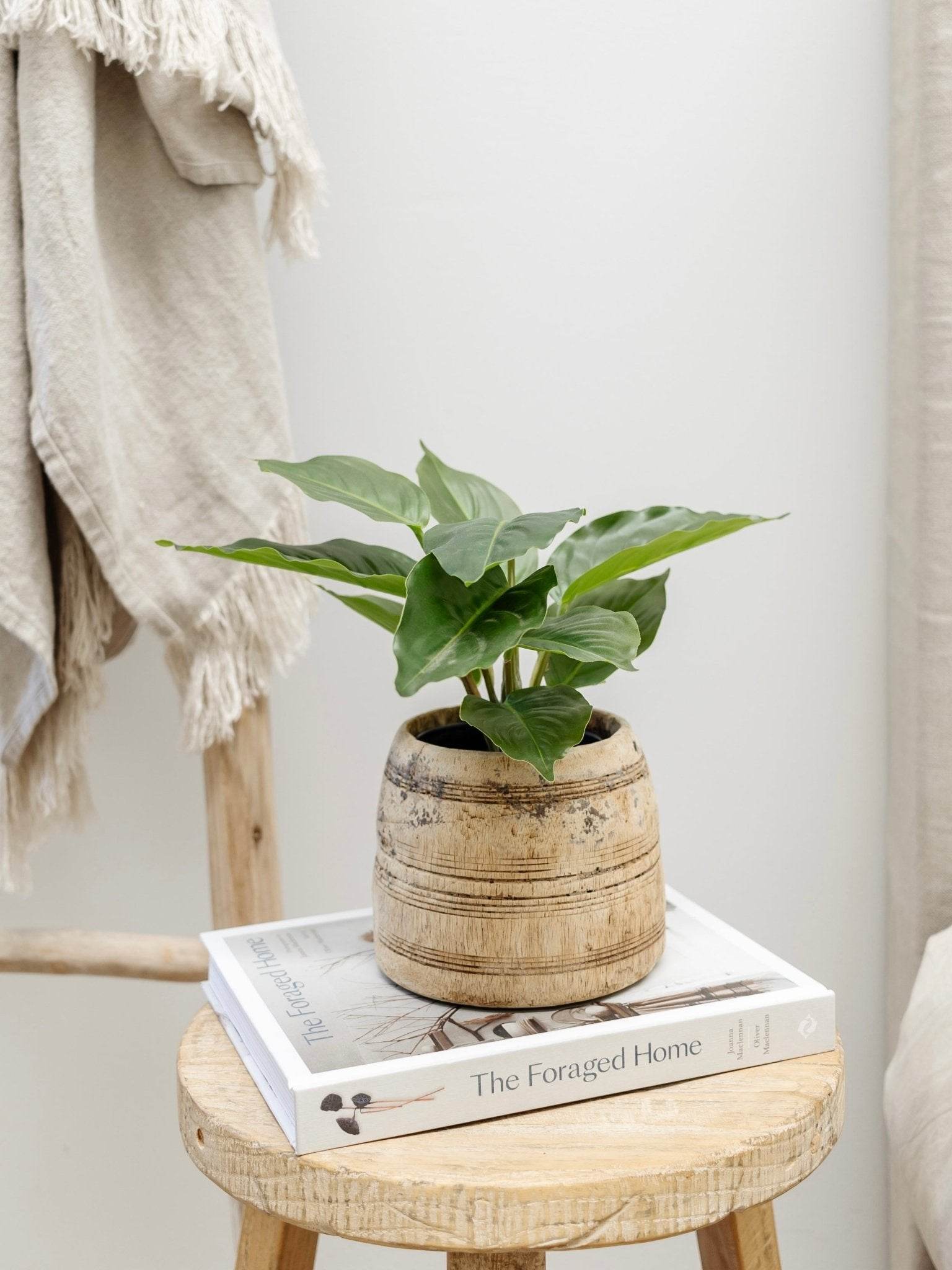 Lily Plant | 25cm - Wander & Wild Home