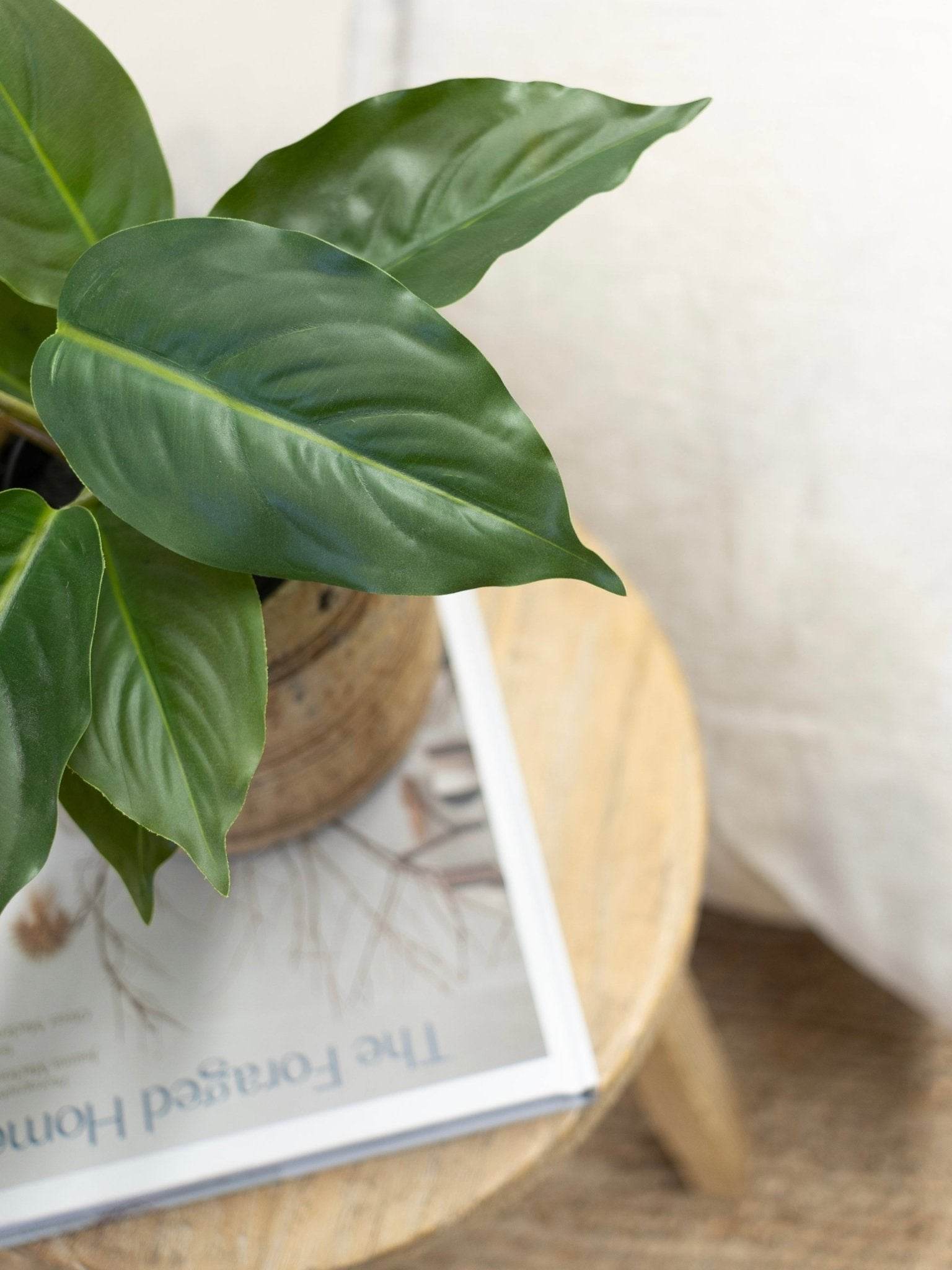 Lily Plant | 25cm - Wander & Wild Home