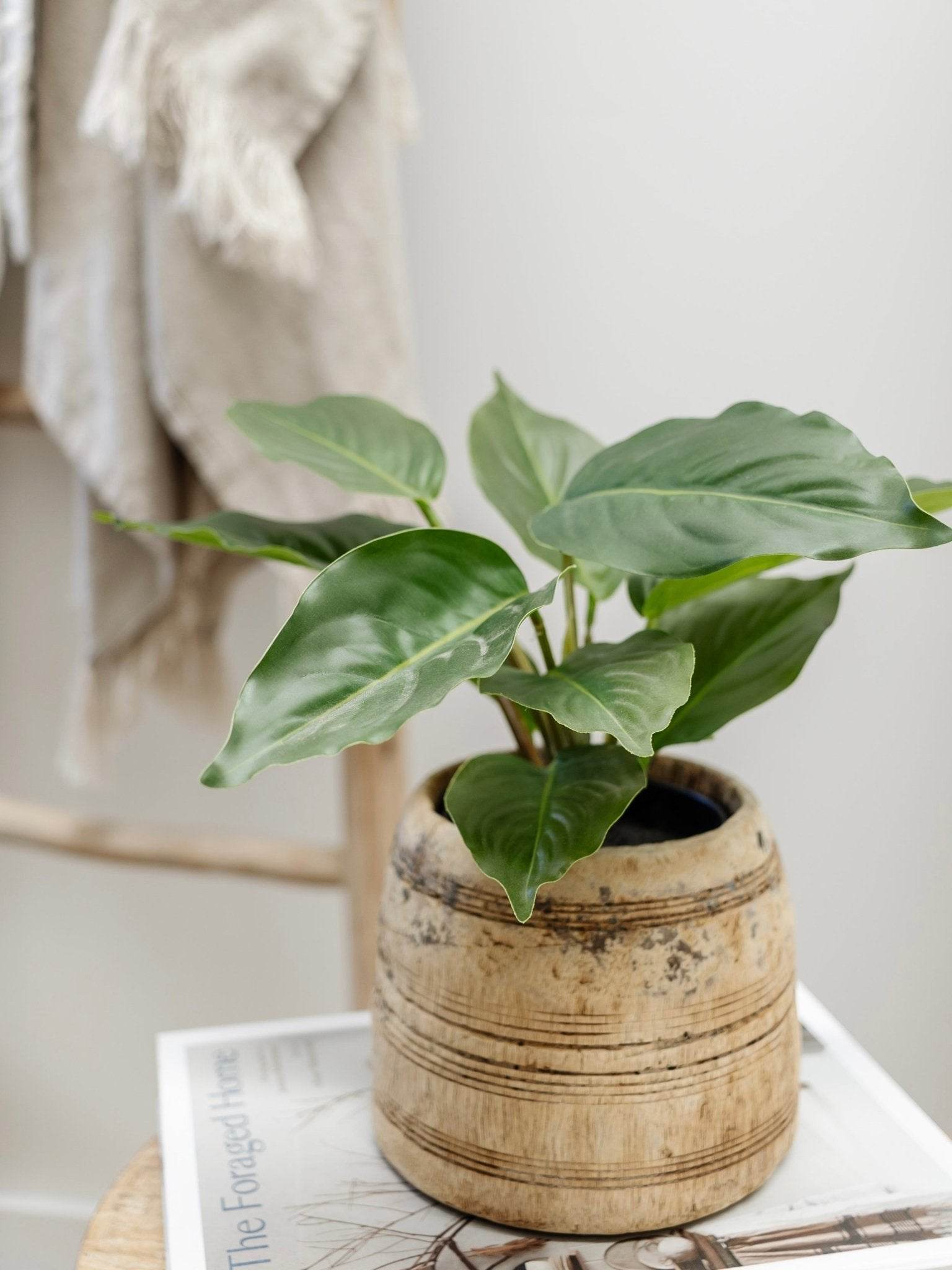 Lily Plant | 25cm - Wander & Wild Home