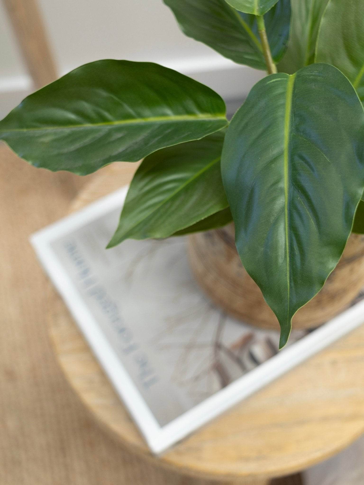 Lily Plant | 25cm - Wander & Wild Home