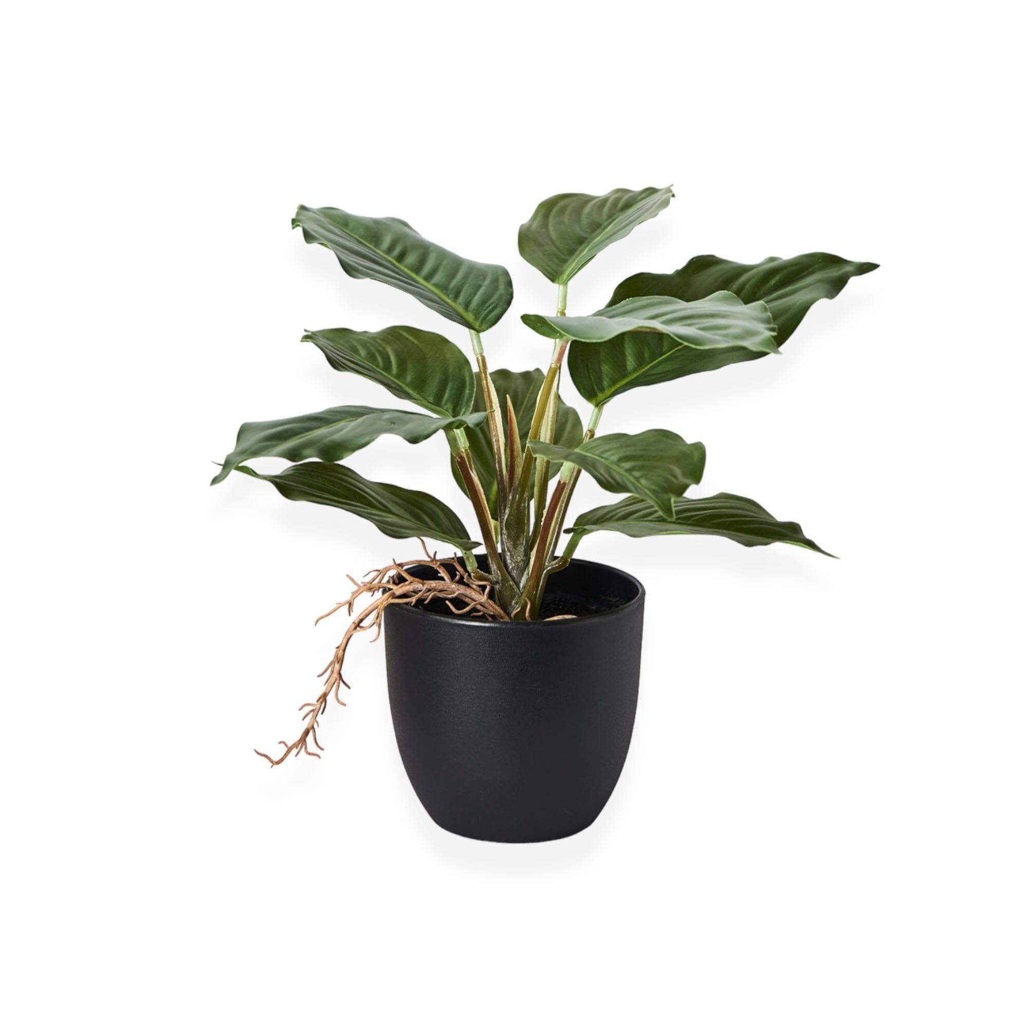 Lily Plant | 25cm - Wander & Wild Home