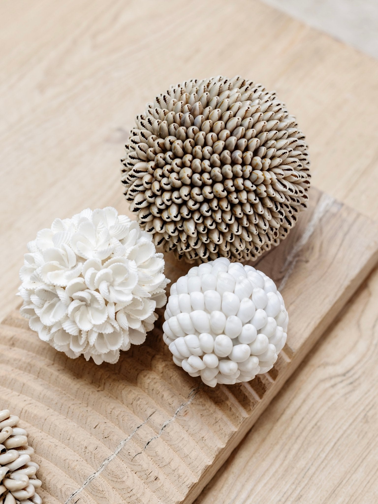 Ola | Smooth Shell Ball - Wander & Wild Home