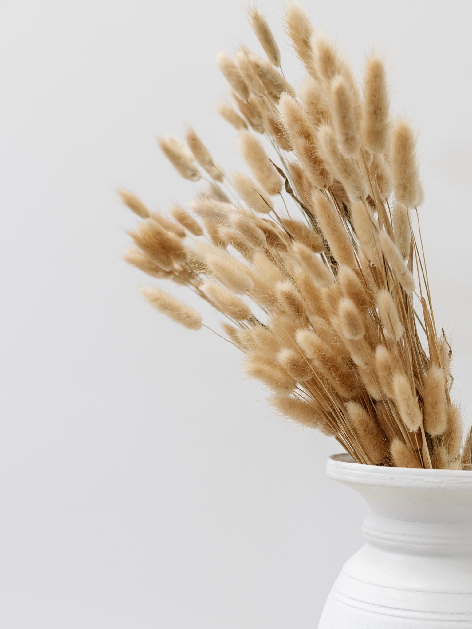 Preserved Bunny Tail spray - Wander & Wild Home