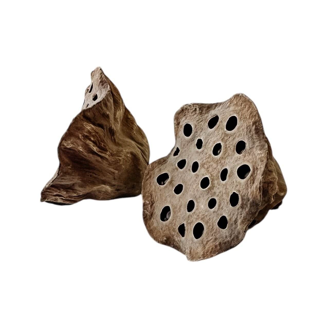 Preserved Lotus Pod (x2) | Natural - Wander & Wild Home