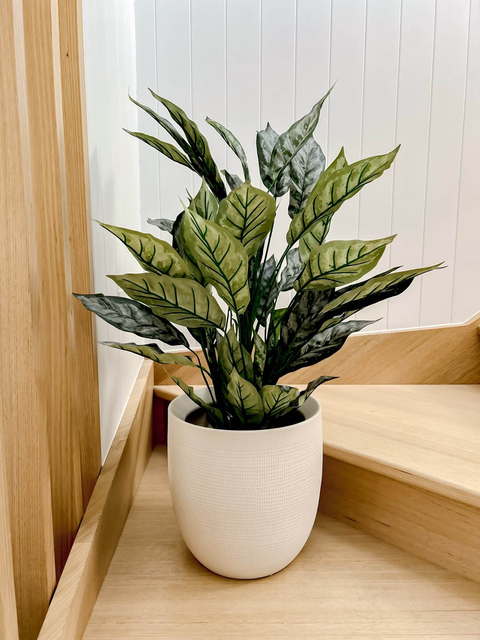 Silver Queen | 86cm - Wander & Wild Home